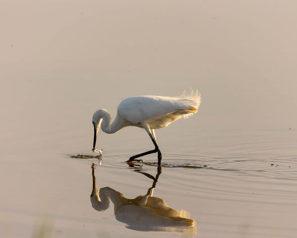 Aigrette garzette