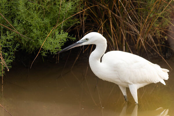 Aigrette garzette