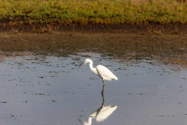 Aigrette garzette