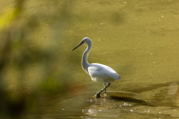 Aigrette garzette