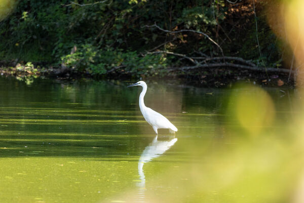 Aigrette garzette