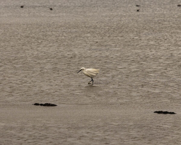 Aigrette garzette