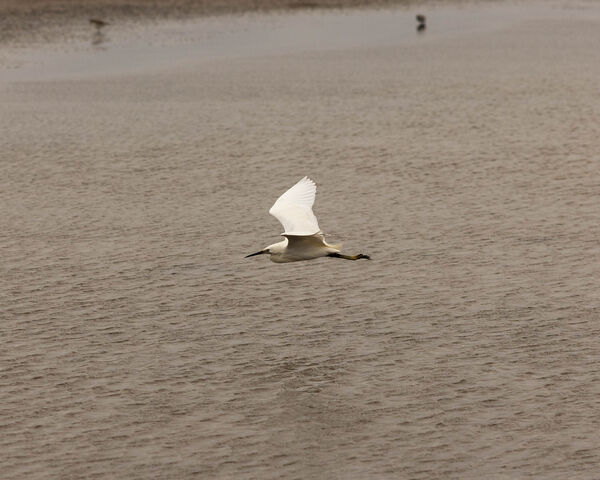 Aigrette garzette