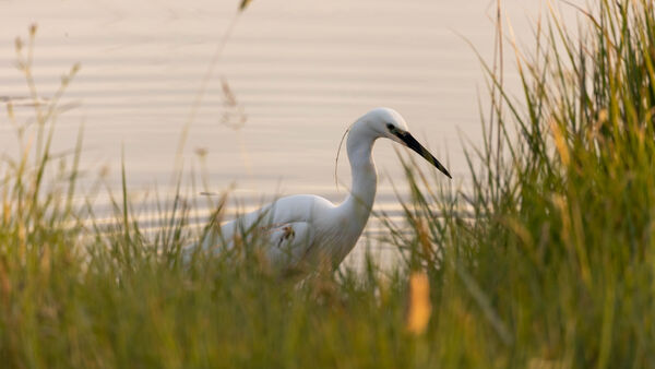 Aigrette garzette