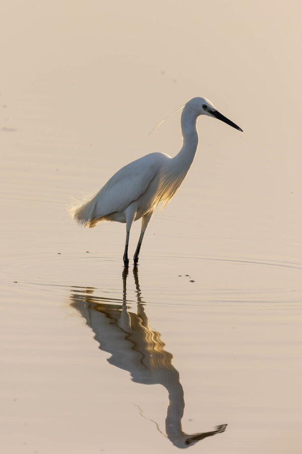 Aigrette garzette