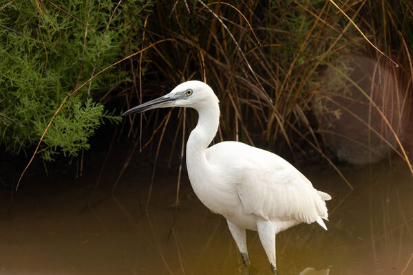 Aigrette garzette