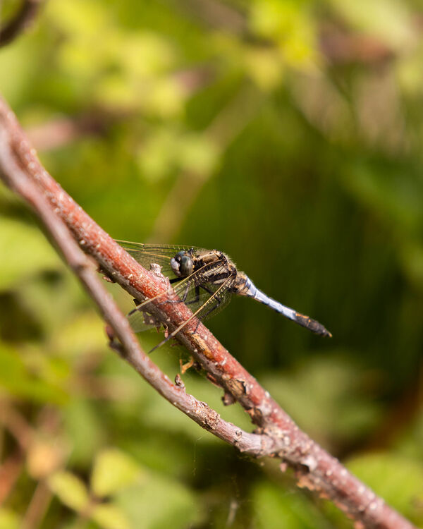Anax empereur