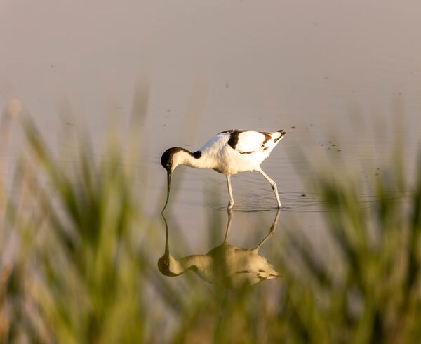Avocette élégante