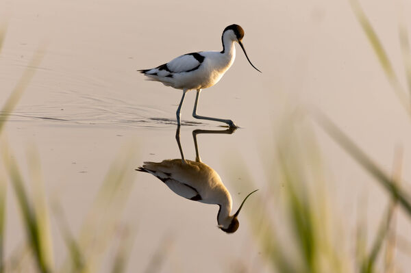 Avocette élégante