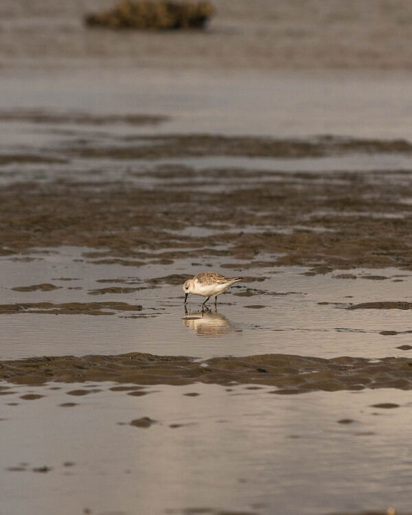 Bécasseau sanderling