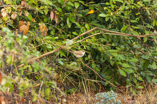 Bouscarle de Cetti