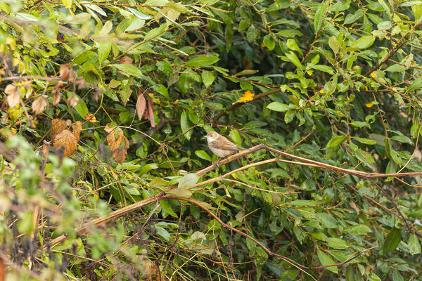 Bouscarle de Cetti