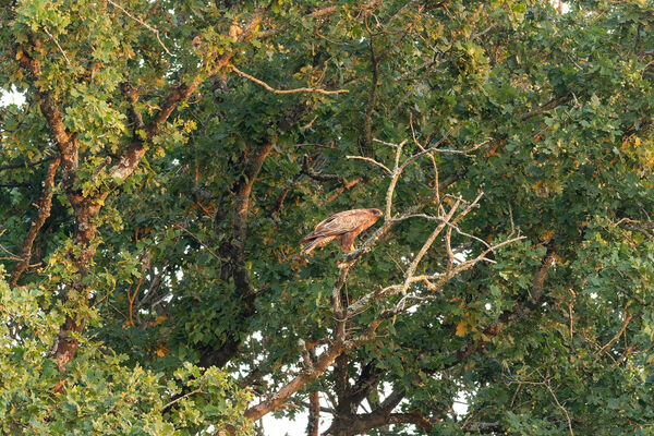 Buse variable