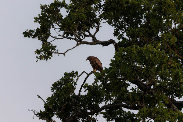 Buse variable