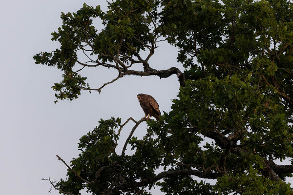 Buse variable
