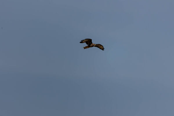 Buse variable