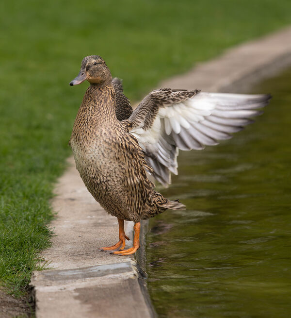 Canard colvert