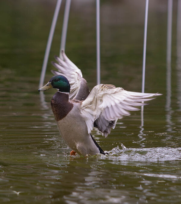 Canard colvert