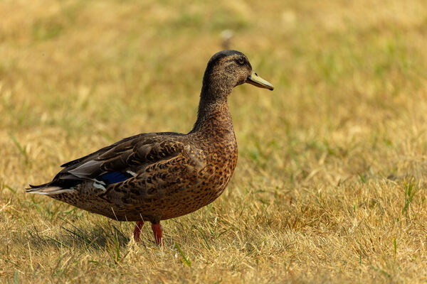 Canard colvert