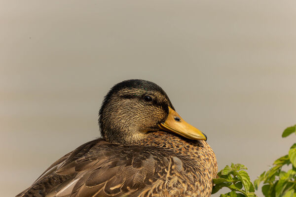 Canard colvert