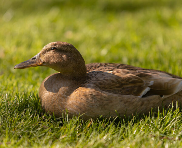 Canard colvert