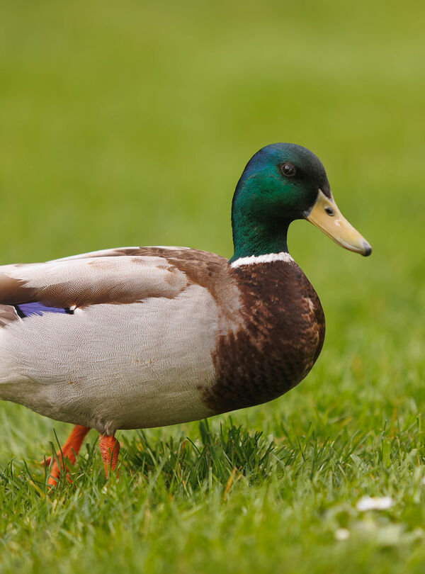 Canard colvert