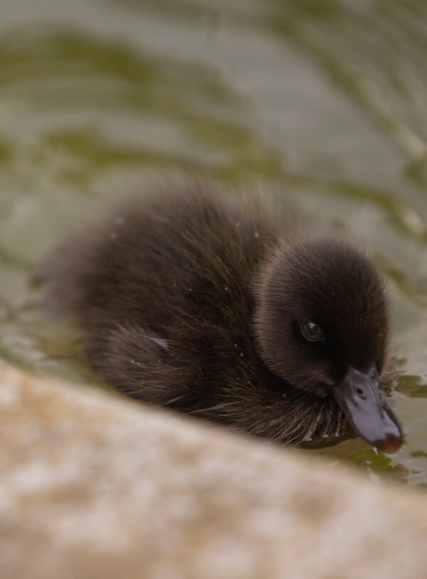 Canard colvert