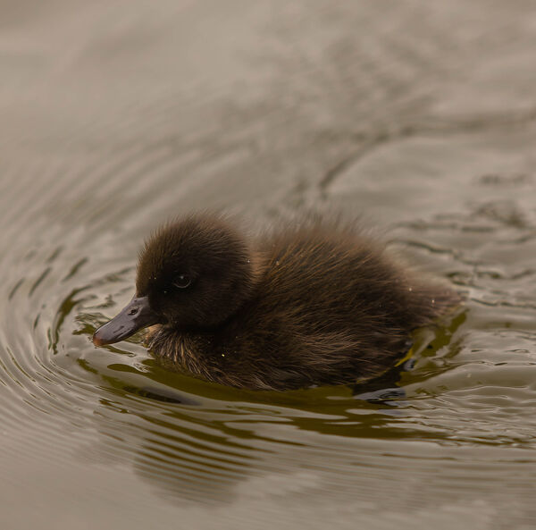 Canard colvert