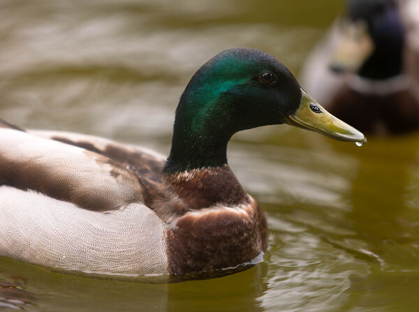 Canard colvert