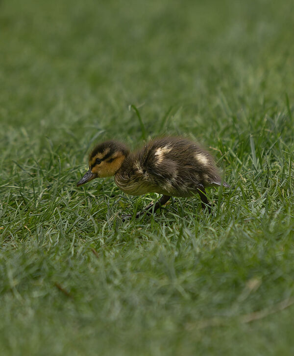 Canard colvert