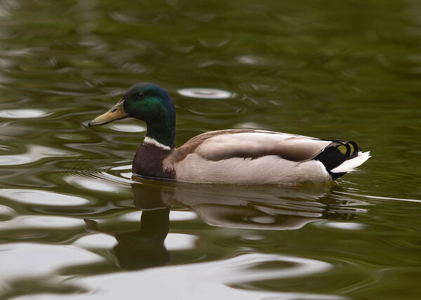 Canard colvert