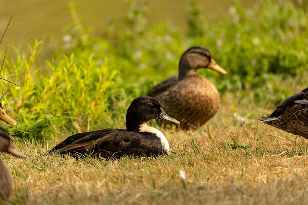Canard de Duclair