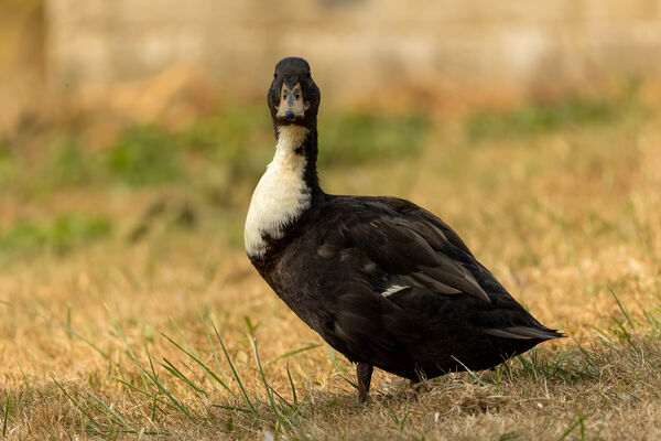 Canard de Duclair
