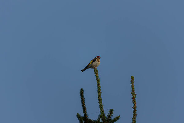 Chardonneret élégant
