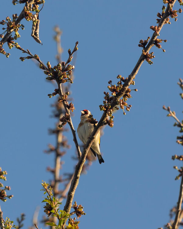 Chardonneret élégant