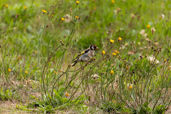 Chardonneret élégant