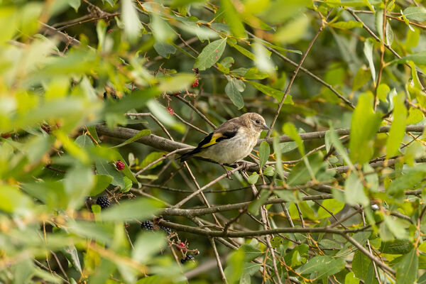 Chardonneret élégant