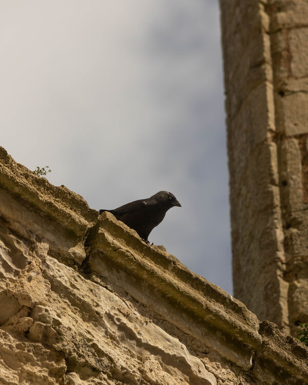Choucas des tours