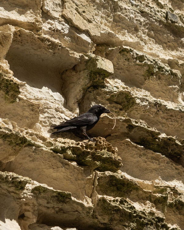 Choucas des tours