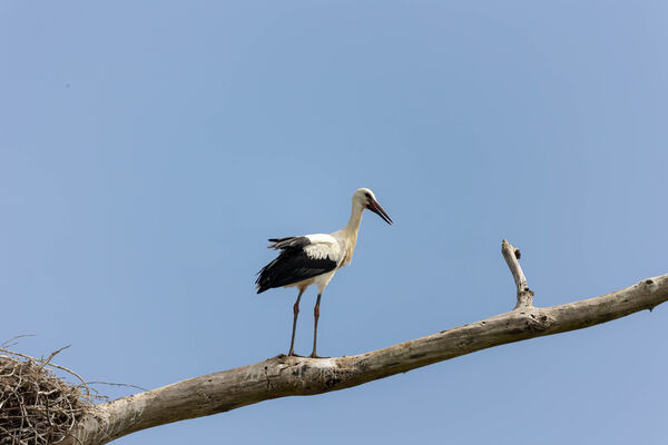 Cigogne blanche
