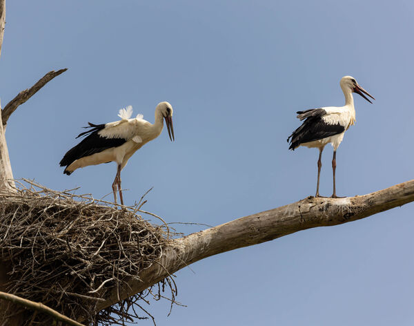 Cigogne blanche