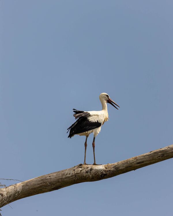 Cigogne blanche