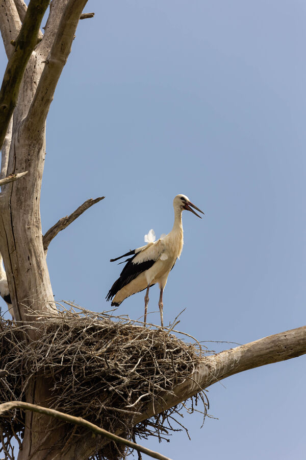 Cigogne blanche