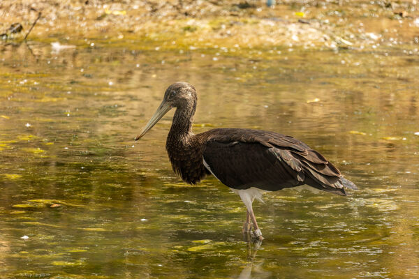 Cigogne noire