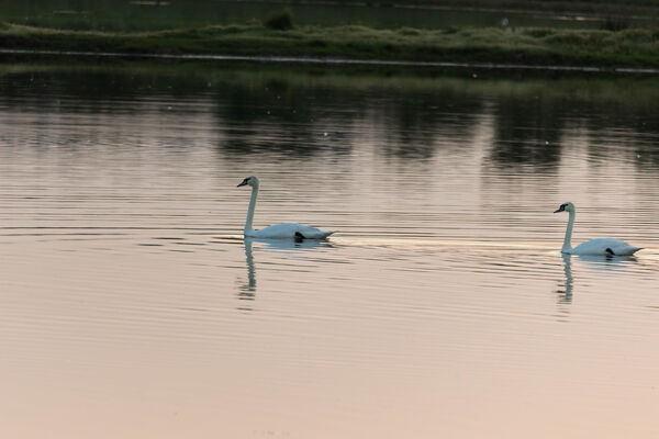 Cygne tuberculé