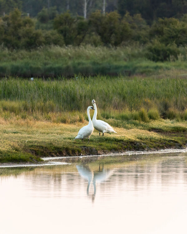 Cygne tuberculé