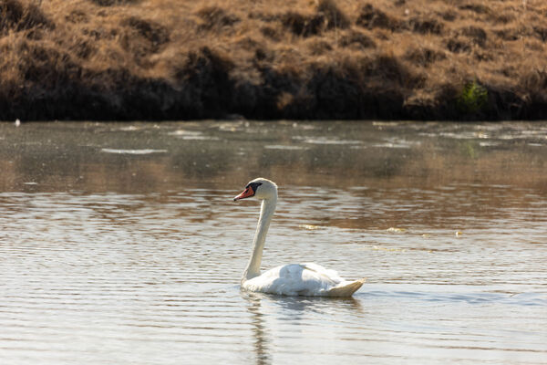 Cygne tuberculé
