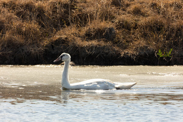 Cygne tuberculé