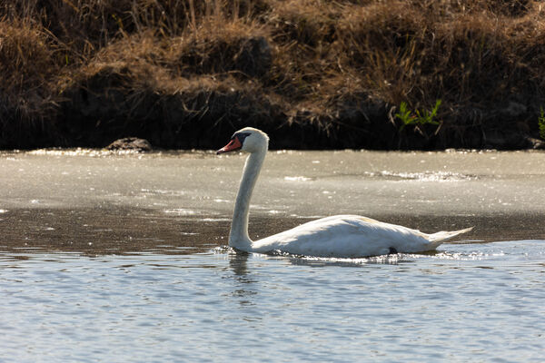 Cygne tuberculé