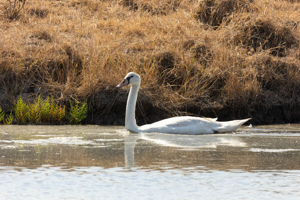 Cygne tuberculé